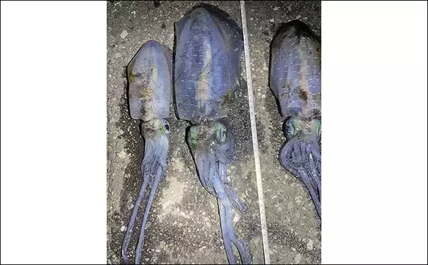 「越前海岸の陸っぱりエギングで良型アオリイカ連発！【福井】胴長20cm超え含む2人で8匹の好釣果」の画像
