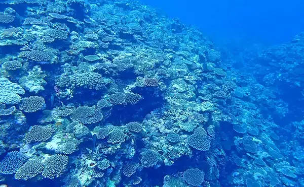 「2100年までにほぼ全ての「サンゴ礁」が成長不能になる？ 沿岸の浸水リスクに深刻な影響も」の画像