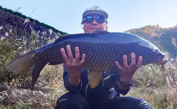 「上流へ走る巨体に耐え切った」ノベザオで85cm超え寒ゴイを手中【岐阜・郡上八幡】