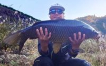 「上流へ走る巨体に耐え切った」ノベザオで85cm超え寒ゴイを手中【岐阜・郡上八幡】
