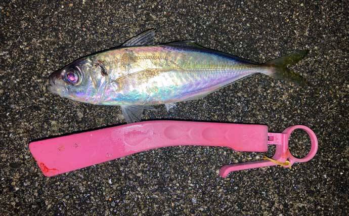 ラン&ガン漁港アジングでアジを連打！【三重】小型中心で大アジは不発