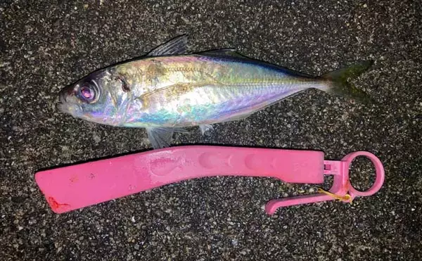 「ラン&ガン漁港アジングでアジを連打！【三重】小型中心で大アジは不発」の画像