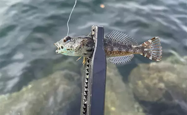 「陸っぱりライトゲームで釣れた【珍ゲスト5選】　ワームでカニもアナゴも釣れる？」の画像