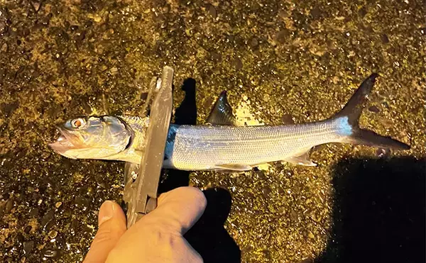 「陸っぱりライトゲームで釣れた【珍ゲスト5選】　ワームでカニもアナゴも釣れる？」の画像