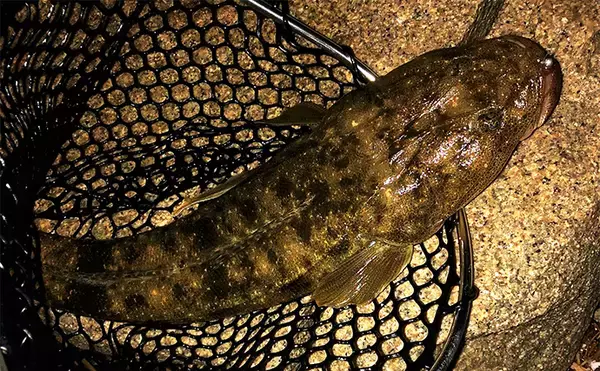 「陸っぱりライトゲームで釣れた【珍ゲスト5選】　ワームでカニもアナゴも釣れる？」の画像