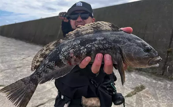 「秋の堤防ロックフィッシュゲームで45cm級アイナメをキャッチ【北海道・噴火湾】軽いリグが奏功」の画像