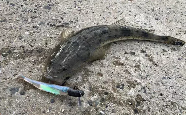 陸っぱりヒラメゲームで「60cmランカー級マゴチ」がヒット！ 本命不発もゲスト連発