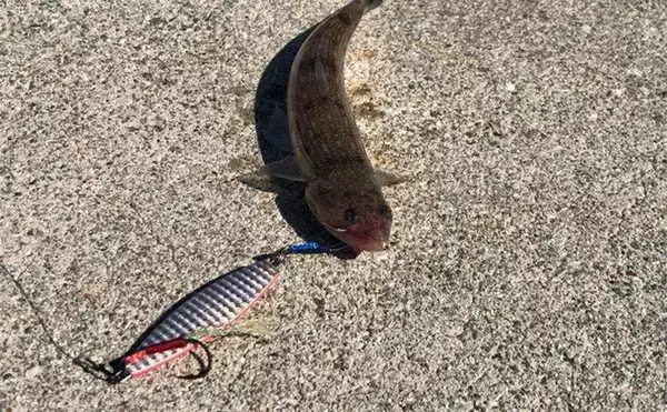 「陸っぱりヒラメゲームで「60cmランカー級マゴチ」がヒット！ 本命不発もゲスト連発」の画像