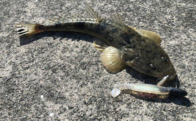 陸っぱりヒラメゲームで「60cmランカー級マゴチ」がヒット！ 本命不発もゲスト連発