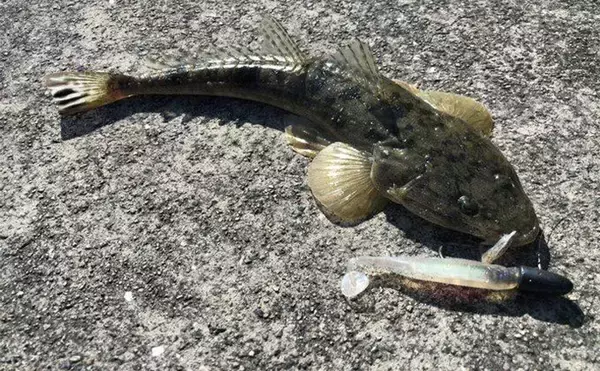 「陸っぱりヒラメゲームで「60cmランカー級マゴチ」がヒット！ 本命不発もゲスト連発」の画像