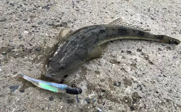 「陸っぱりヒラメゲームで「60cmランカー級マゴチ」がヒット！ 本命不発もゲスト連発」の画像