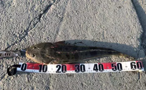 「陸っぱりヒラメゲームで「60cmランカー級マゴチ」がヒット！ 本命不発もゲスト連発」の画像