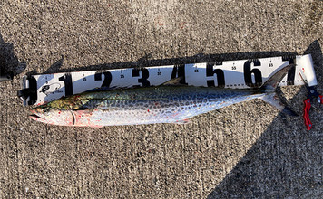 岸和田一文字でのショアジギで71cmサワラ浮上　サゴシにハマチも好反応