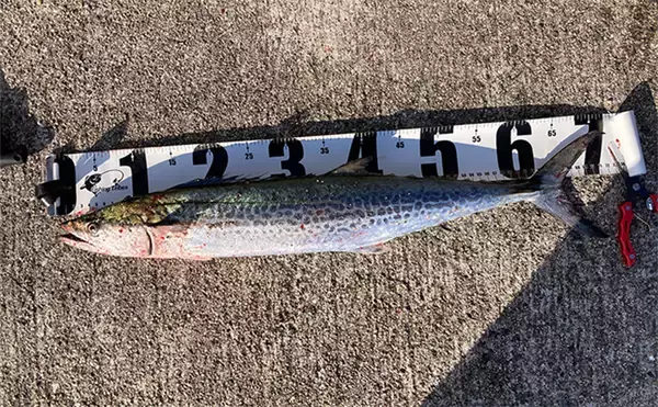 岸和田一文字でのショアジギで71cmサワラ浮上　サゴシにハマチも好反応