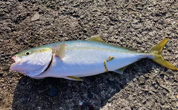 「岸和田一文字でのショアジギで71cmサワラ浮上　サゴシにハマチも好反応」の画像