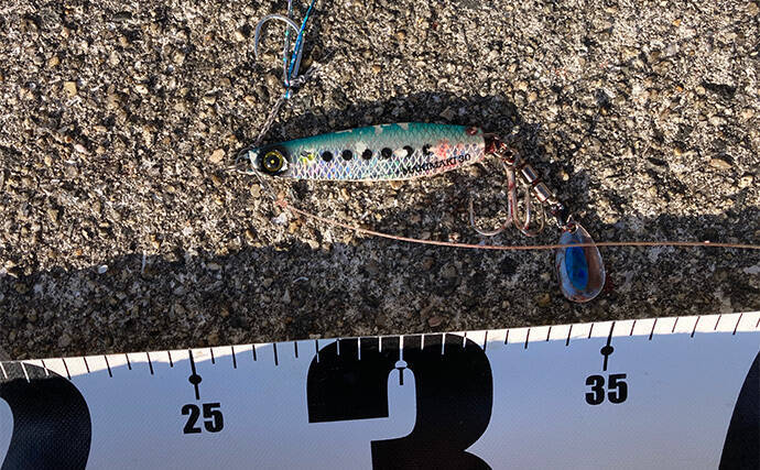 岸和田一文字でのショアジギで71cmサワラ浮上　サゴシにハマチも好反応