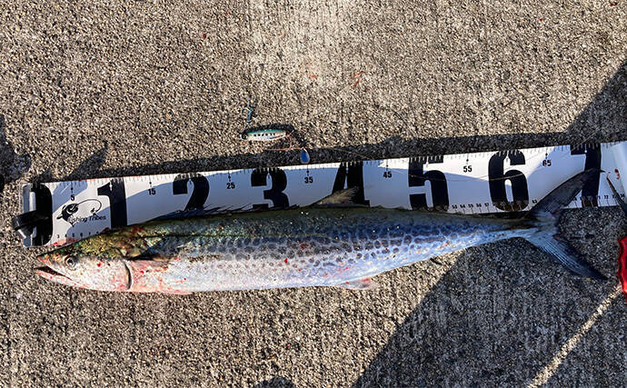 岸和田一文字でのショアジギで71cmサワラ浮上　サゴシにハマチも好反応