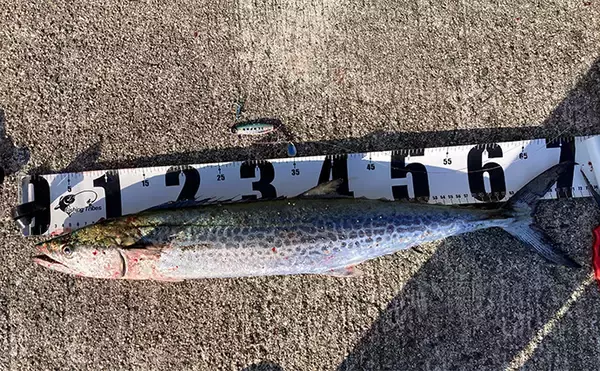 「岸和田一文字でのショアジギで71cmサワラ浮上　サゴシにハマチも好反応」の画像