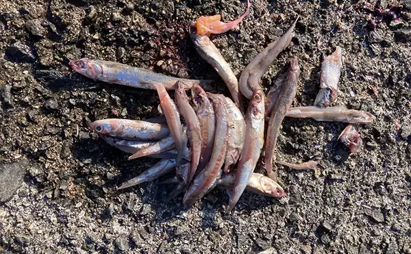 「岸和田一文字でのショアジギで71cmサワラ浮上　サゴシにハマチも好反応」の画像