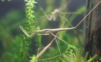 水生昆虫＜ミズカマキリ＞はまるで忍者？　標的を溶かして食べる水中ハンター