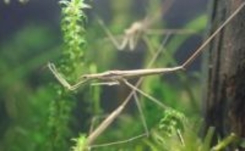 水生昆虫＜ミズカマキリ＞はまるで忍者？　標的を溶かして食べる水中ハンター