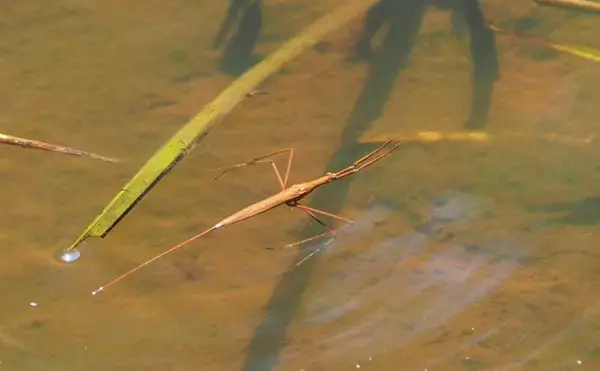 「水生昆虫＜ミズカマキリ＞はまるで忍者？　標的を溶かして食べる水中ハンター」の画像