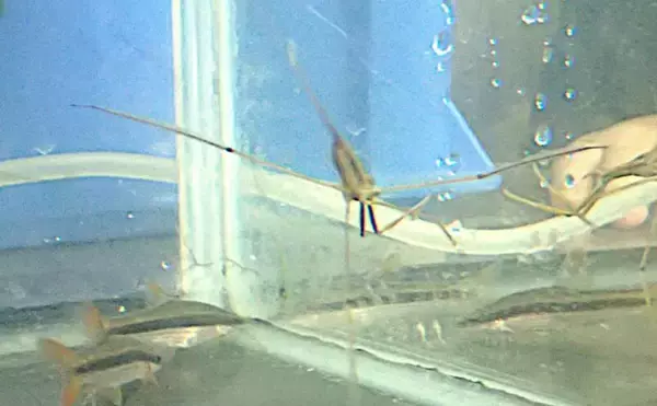 「水生昆虫＜ミズカマキリ＞はまるで忍者？　標的を溶かして食べる水中ハンター」の画像