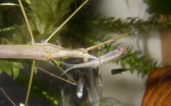「水生昆虫＜ミズカマキリ＞はまるで忍者？　標的を溶かして食べる水中ハンター」の画像