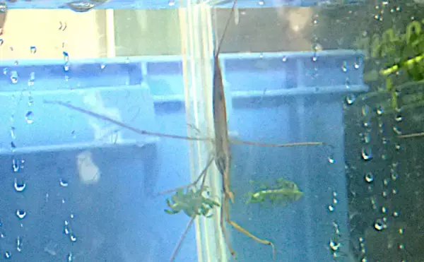 「水生昆虫＜ミズカマキリ＞はまるで忍者？　標的を溶かして食べる水中ハンター」の画像