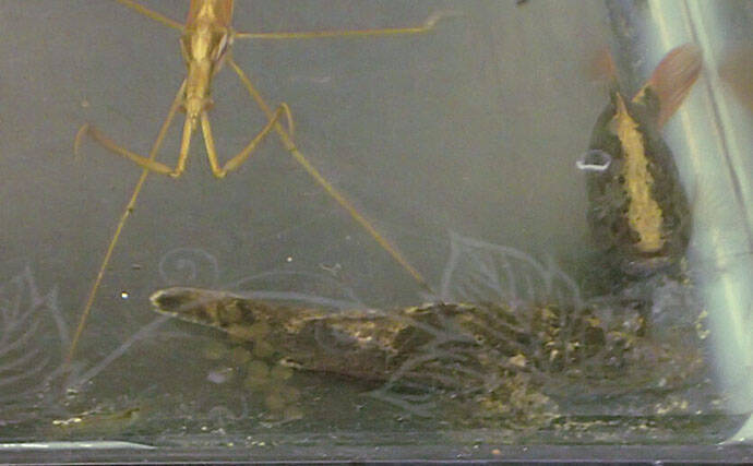 水生昆虫＜ミズカマキリ＞はまるで忍者？　標的を溶かして食べる水中ハンター