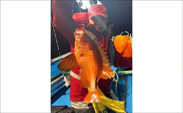 「【沖釣り釣果速報】Wヒット連発！富山沖の船カワハギ釣りで肝パンサイズ続出（北陸）」の画像