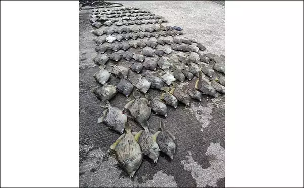 「【沖釣り釣果速報】Wヒット連発！富山沖の船カワハギ釣りで肝パンサイズ続出（北陸）」の画像