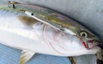 「10kgオーバー連発！」丹後半島沖の寒ブリジギングで極太サイズをキャッチ【京都】