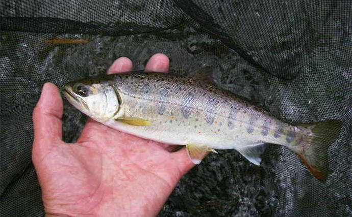 三重・櫛田川上流の渓流釣り解禁　おすすめポイントと注意エリアを解説