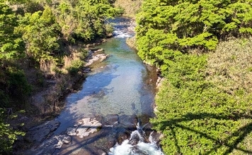 櫛田川上流アユ釣り解禁情報2026【三重県】　濃密放流で魚影バツグン！