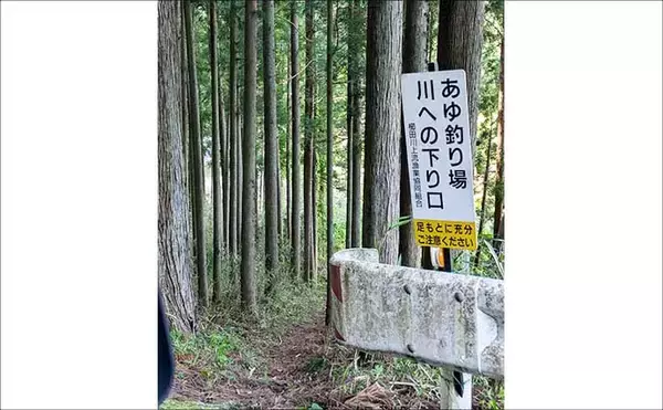 「櫛田川上流アユ釣り解禁情報2026【三重県】　濃密放流で魚影バツグン！」の画像