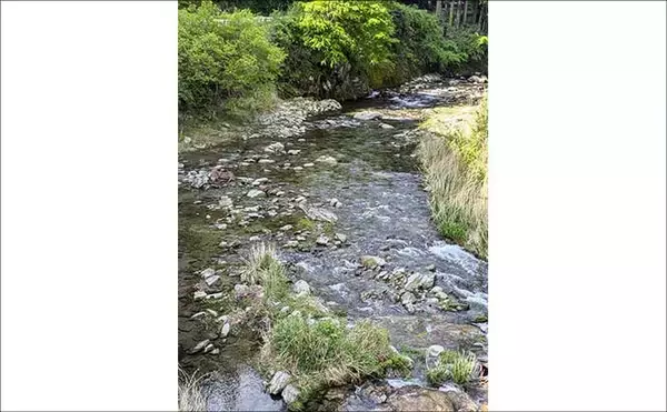 「櫛田川上流アユ釣り解禁情報2026【三重県】　濃密放流で魚影バツグン！」の画像