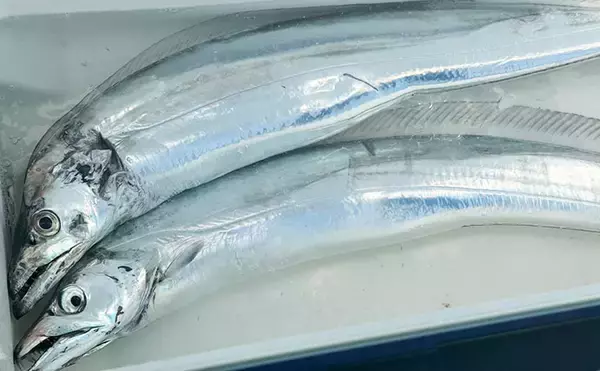 「東京湾テンヤタチウオ釣行で「ドラゴン級」ヒット！【一之瀬丸】誘いの精度が上がるシャツも検証」の画像