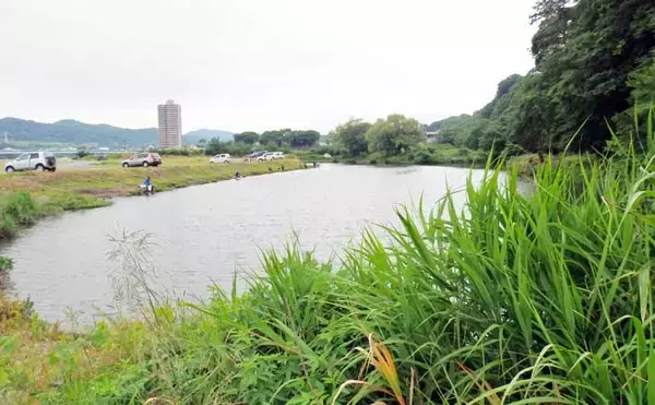 今週のヘラブナ「ピックアップ」釣り場2026【神奈川県・弁天のジャリ穴】