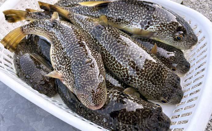 東京湾の「湾フグ釣り」でショウサイフグを好捕【新明丸】速潮で難易度アップ