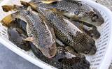 「東京湾の「湾フグ釣り」でショウサイフグを好捕【新明丸】速潮で難易度アップ」の画像5