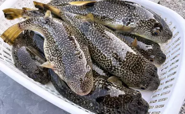 「東京湾の「湾フグ釣り」でショウサイフグを好捕【新明丸】速潮で難易度アップ」の画像