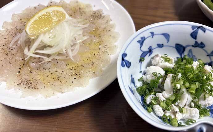 東京湾の「湾フグ釣り」でショウサイフグを好捕【新明丸】速潮で難易度アップ
