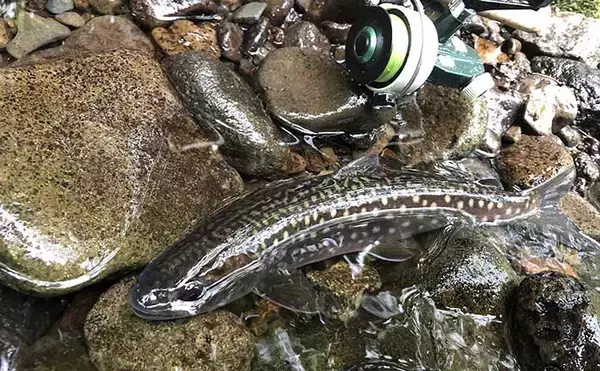 トラウト狙いのルアーフィッシングにおける【釣行費節約テクニック4選】