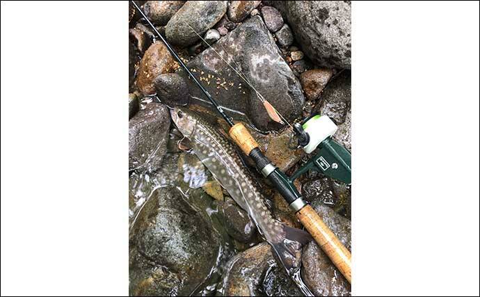 トラウト狙いのルアーフィッシングにおける【釣行費節約テクニック4選】