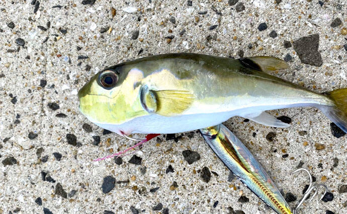 無毒の「養殖フグ」でも捌くには免許が必要　理由は毒を持つメカニズムが未解明だから