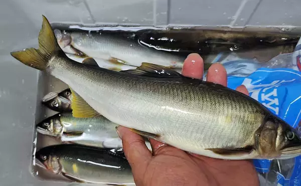 「四万十川の大アユ釣りで31.6cm尺アユ登場！【高知】2日間で3尾の尺超え達成」の画像