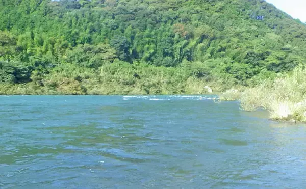 「四万十川の大アユ釣りで31.6cm尺アユ登場！【高知】2日間で3尾の尺超え達成」の画像