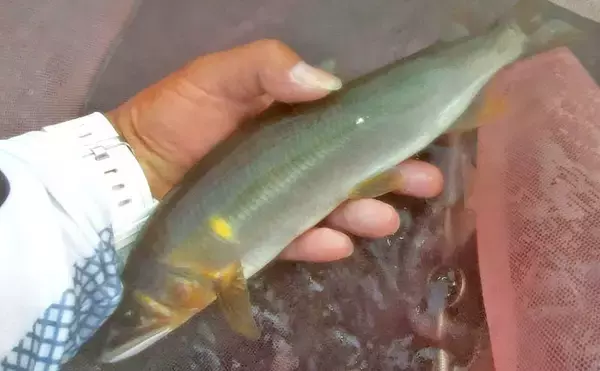 「四万十川の大アユ釣りで31.6cm尺アユ登場！【高知】2日間で3尾の尺超え達成」の画像