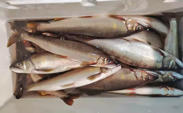 「四万十川の大アユ釣りで31.6cm尺アユ登場！【高知】2日間で3尾の尺超え達成」の画像